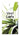 Green mini 30 Veel Liefs