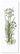 Flower Art Z-20