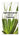Green mini 09 Gefeliciteerd met de Opening