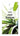 Green mini 18 Heel veel Succes
