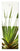 Green 19 Blanco